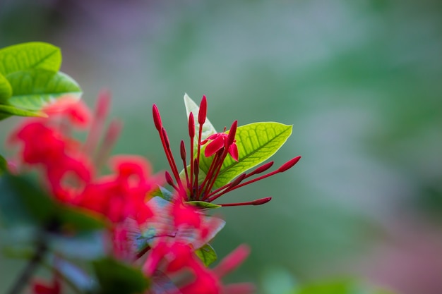 Pentas rouges à rubis