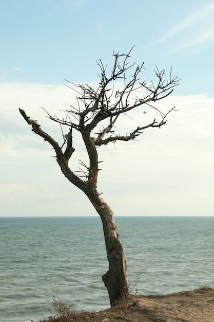 Pente avec arbre solitaire sur la plage de la mer