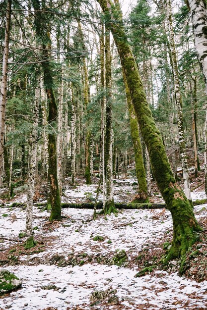 Pente enneigée dans le parc national de biogradska gora monténégro