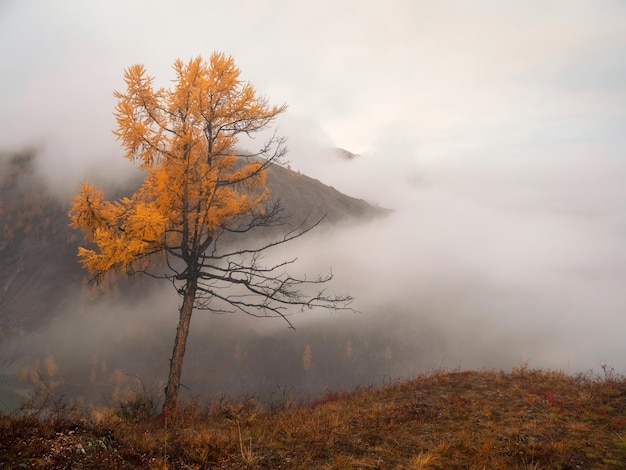 Photo la pente escarpée de l'automne et le mélèze doré dans le brouillard dense