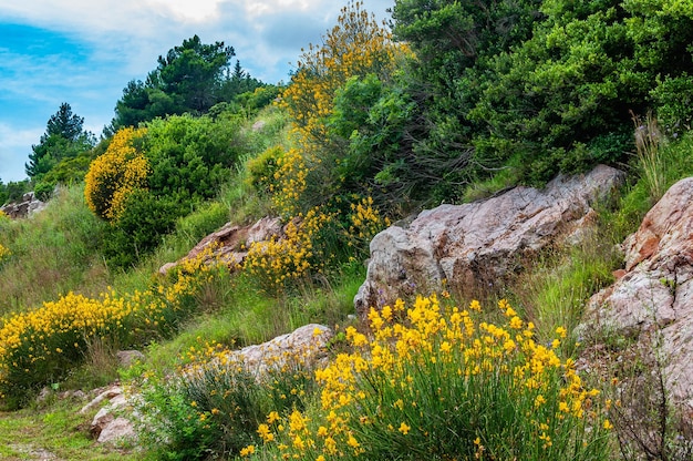 Pente herbeuse avec fleurs jaunes et pierres