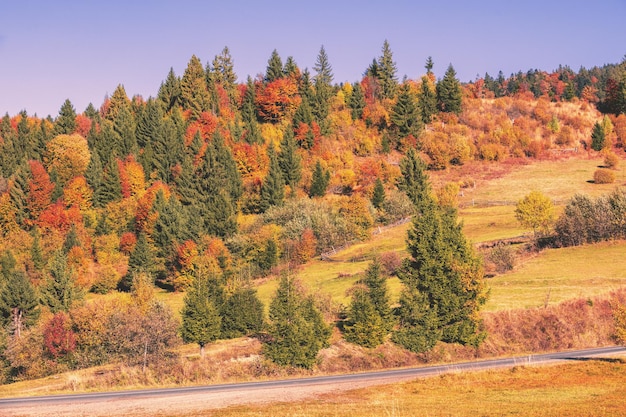 Pente de montagne colorée en automne Carpates Ukraine