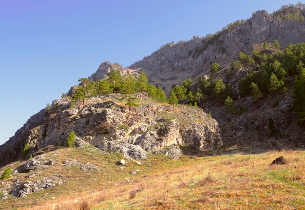 Pente de montagne ensoleillée dans la lumière dorée du matin dans l'herbe de l'Altaï et le pin sur les rochers