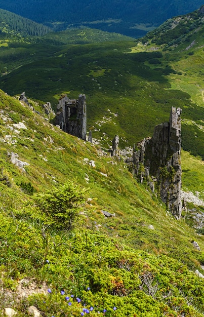 Pente de montagne d'été avec des formations rocheuses pittoresques montagne Shpyci Carpates Ukraine