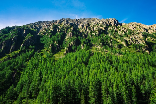 Pente de montagne géante avec forêt de conifères en journée ensoleillée. Texture des sommets des conifères sur une grande montagne au soleil. Falaise rocheuse abrupte.