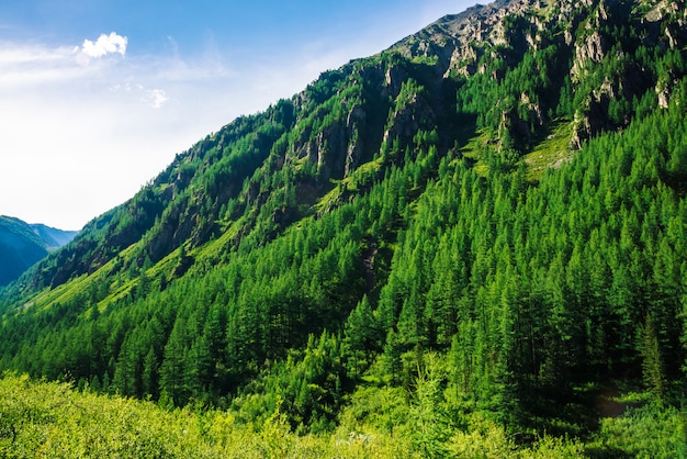 Photo pente de la montagne géante avec forêt de conifères en journée ensoleillée.