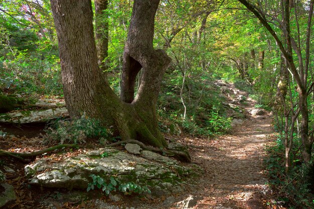 Pente rocheuse dans une forêt verte dense dans le parc national de Sotchi, territoire de Krasnodar Russie 2021