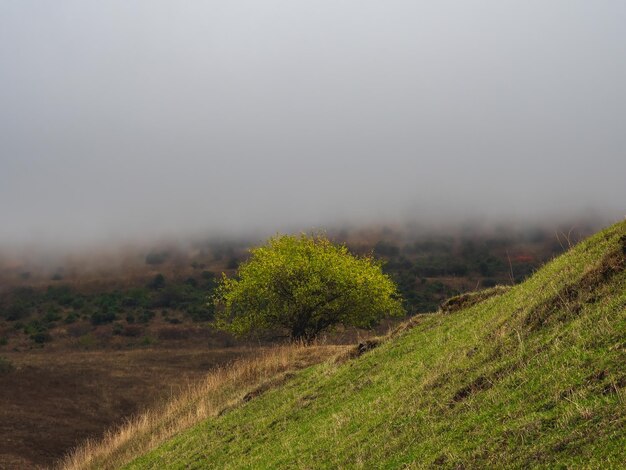 Pente verte diagonale avec un arbre isolé dans les montagnes avec des nuages bas Scène minimaliste avec arbre sur fond de vallée verte Beau paysage de montagne à la fin de l'automne