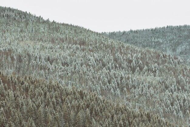 Pentes des montagnes avec une dense forêt de conifères enneigée. Paysage d'hiver