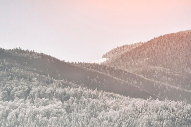 Pentes des montagnes avec une forêt de conifères enneigée dense Paysage d'hiver