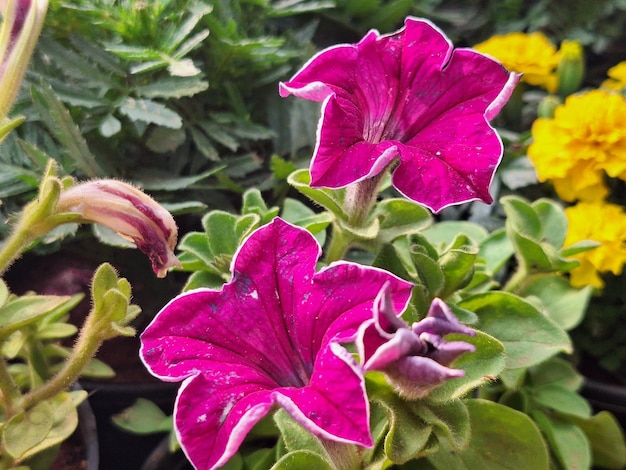 Les pentunias roses