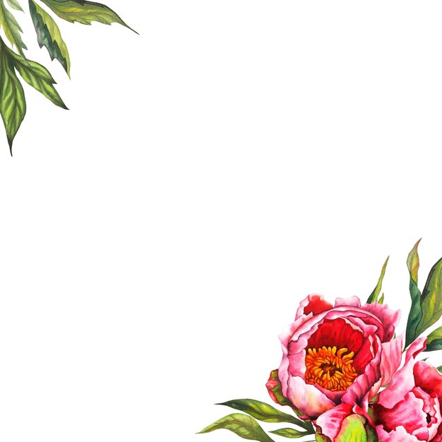 Peonie à l'aquarelle Cadre carré de fleur en couleurs rose et verte Illustration florale dessinée à la main