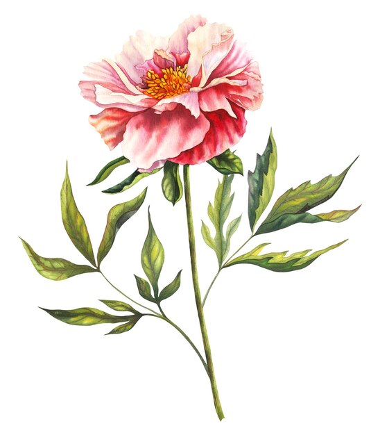 Peonie à l'aquarelle Fleur en couleurs rose pastel et pêche avec une tige et des feuilles vertes Dessinée à la main