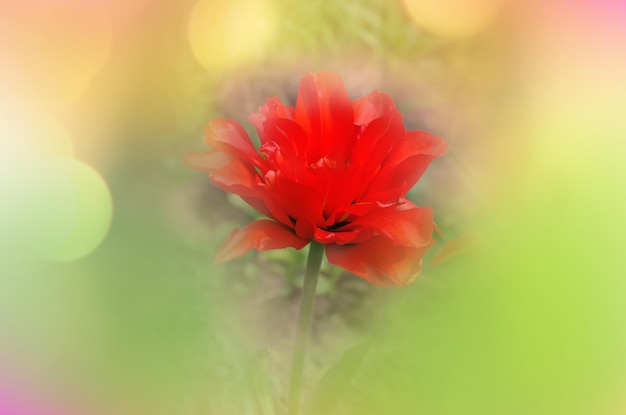 Peonyflowering belle tulipe Red Princess