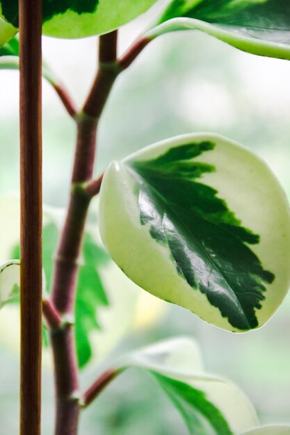 Peperomia obtusifolia sur un rebord de fenêtre. Tige et feuilles vertes d'une fleur d'intérieur vue de dessus en gros plan