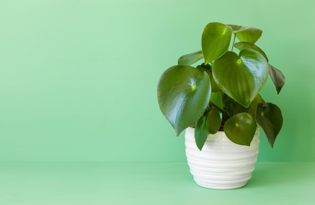 Peperomia plante d'intérieur en pot blanc