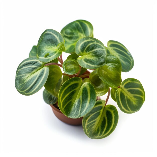 Peperomia Plante isolée sur fond transparent Découpe