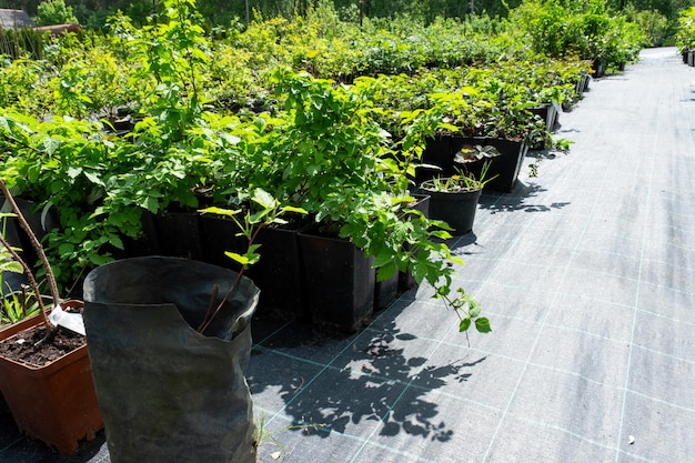 Pépinière d'arbres fruitiers et de baies et d'arbustes à planter sur une parcelle de jardin dans le jardin