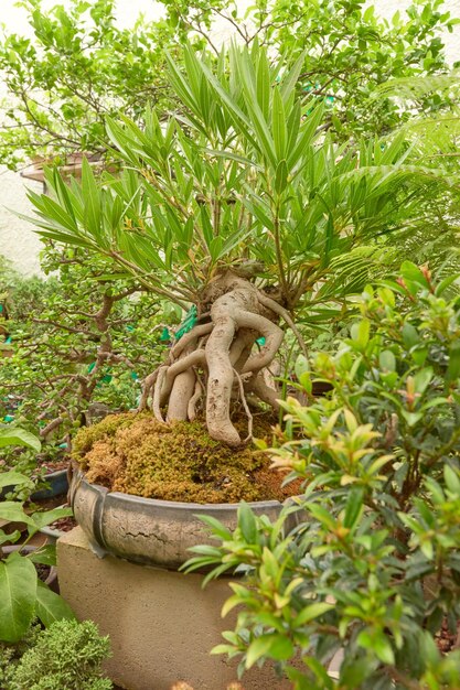 Pépinière de bonsaï avec une variété d'espèces