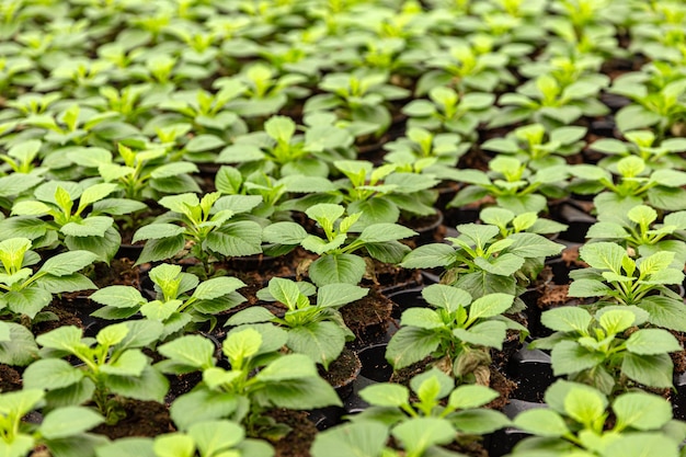 Pépinière de plantes à fleurs