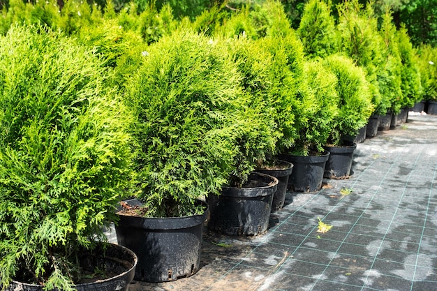 Photo pépinière de plantes résineuses en pots à racine fermée à planter sur votre parcelle de jardin