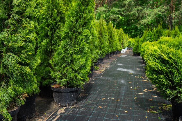 Pépinière de plantes résineuses en pots à racine fermée à planter sur votre parcelle de jardin