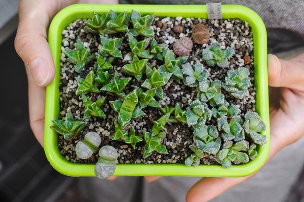 Pépinière de plantes succulentes en serre