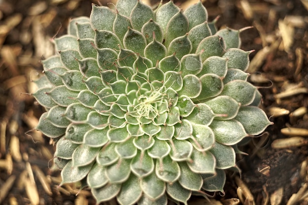 pépinière de plantes succulentes