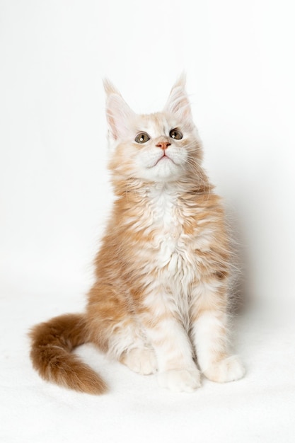 Pépinière pour animaux de compagnie pur-sang Playful Maine coon chaton sur fond blanc