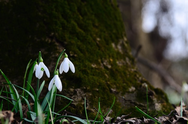 Perce-neige à un arbre