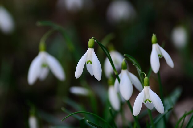 Perce-neige au-dessus