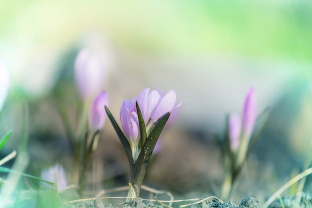 Perce-neige au printemps