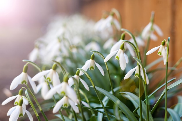 Perce-neige blanc au jardin fleurs gros plan au début du printemps avec la lumière du soleil