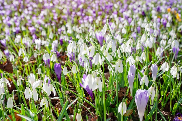 Perce-neige blanc sur l'herbe verte par une journée ensoleillée de printemps