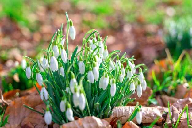 Perce-neige blanc sauvage poussant du sol de la forêt