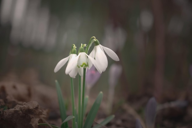 Perce-neige blancs dans le pré Les premières fleurs du printemps