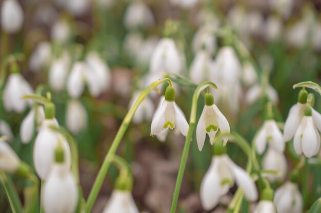 Perce-neige blancs dans le pré Les premières fleurs du printemps