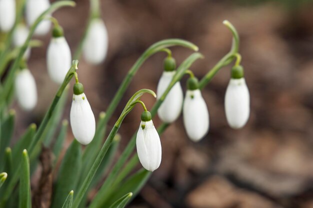 Perce-neige blancs