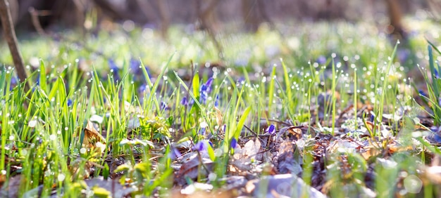 Perce-neige bleu dans la photo panoramique de la forêt de printemps. Fleurs de Scylla dans le gros plan du parc avec une place pour votre test unique. Fleurs bleues dans la forêt du printemps