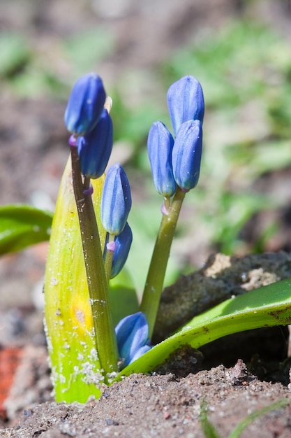 Perce-neige bleu