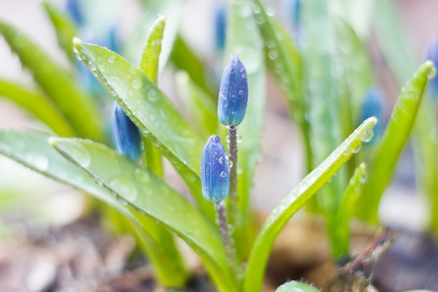 Perce-neige bleu