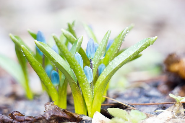 Perce-neige bleu