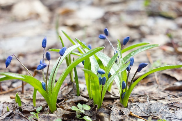 Perce-neige bleu