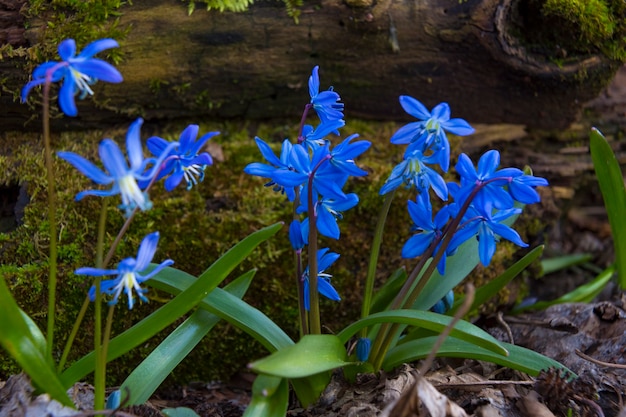 Perce-neige bleus en gros plan sur la forêt. Fleurs sauvages du premier printemps sur fond flou naturel, mise au point sélective. Scilla bifolia, scille alpine. Printemps en forêt, printemps