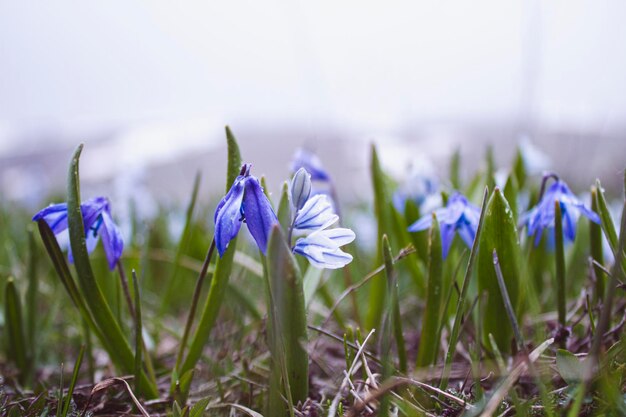 Les perce-neige bleus poussaient au printemps