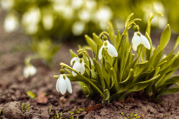 Perce-neige dans une clairière forestière.