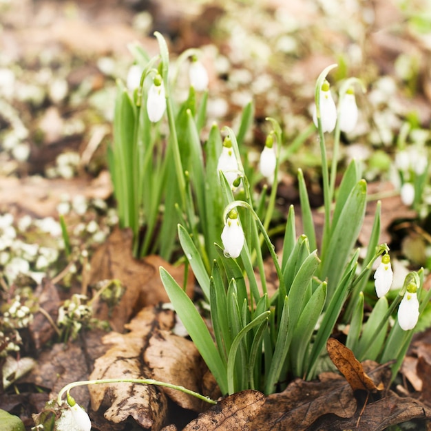 Perce-neige dans une forêt avec la lumière du soleil bouchent la place de l'espace de copie de printemps