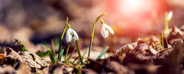 Perce-neige Dans La Forêt Printanière Parmi Les Feuilles Sèches Dans Les Rayons Du Soleil Du Soir