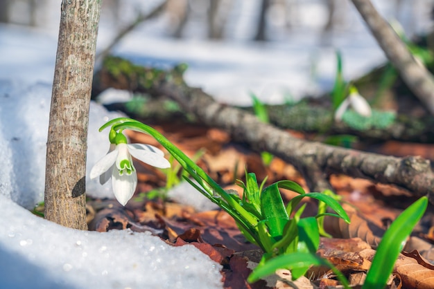 Perce-neige dans la forêt printanière