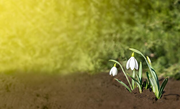 Perce-neige dans le jardin espace pour texte fleurs printanières dans le jardin